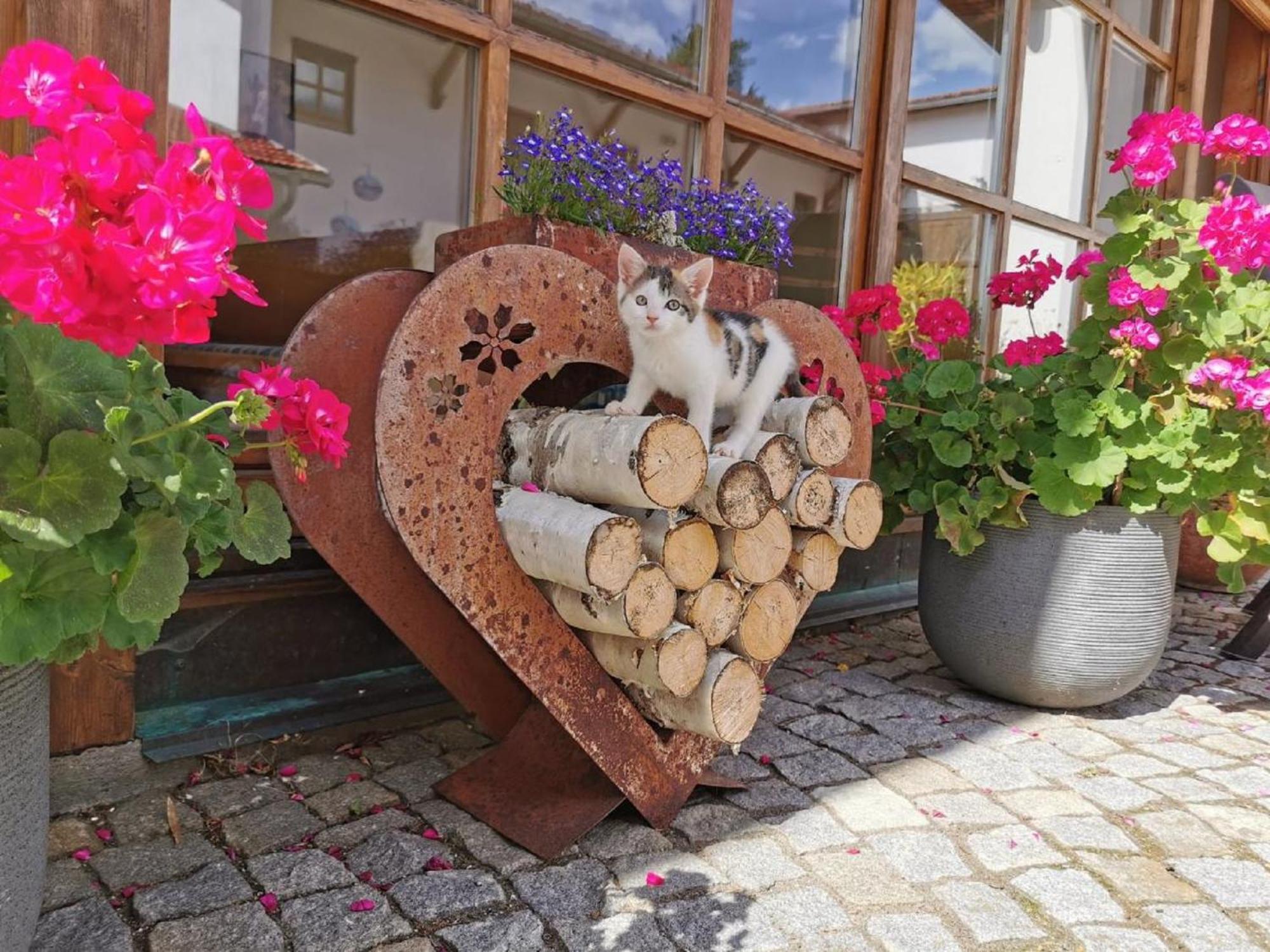 Ferienwohnung Bauernhof Suesshof Zwiesel Exterior foto